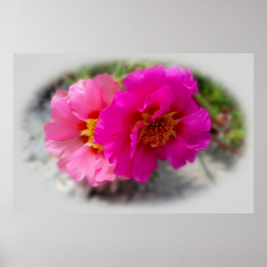 Poster Fleurs roses au soleil (Devant)
