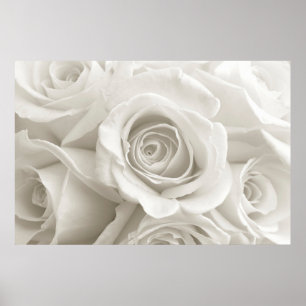 Poster Fleurs   Roses blanches