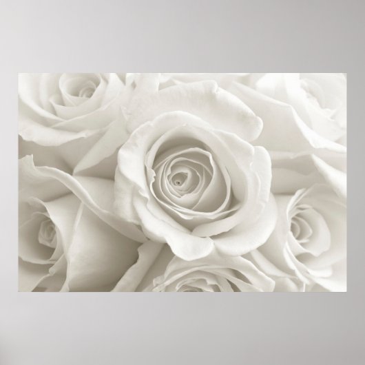 Poster Fleurs | Roses blanches (Devant)