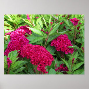Poster Fleurs roses de Celosia de crête