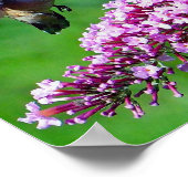 Poster Fleurs roses de colibri Photo Faune (Coin)