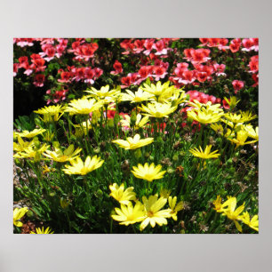 Poster Fleurs roses et jaunes