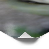 Poster Fleurs roses Fleurs Fleurs Aimer Destiny Douche (Coin)