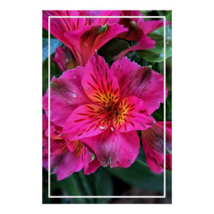Poster Fleurs roses Lily péruviennes-79498