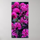 Poster Fleurs roses Rhododendron (Devant)