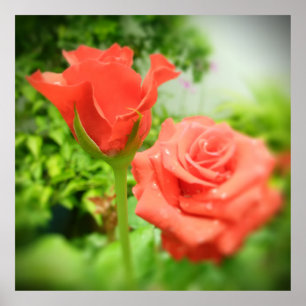 Poster Fleurs Roses romantiques