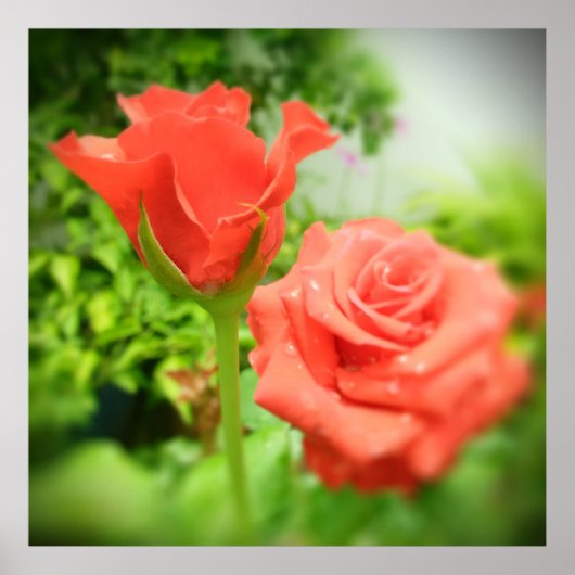 Poster Fleurs Roses romantiques (Devant)