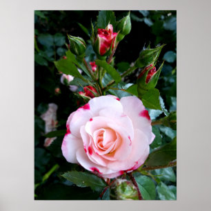 Poster Fleurs roses, Roses blanches rouges roses