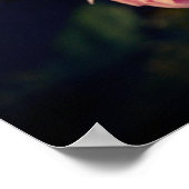 Poster Fleurs roses roses du jardin (Coin)