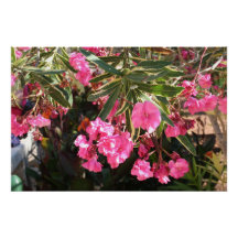 Fleurs roses sur l'arbre