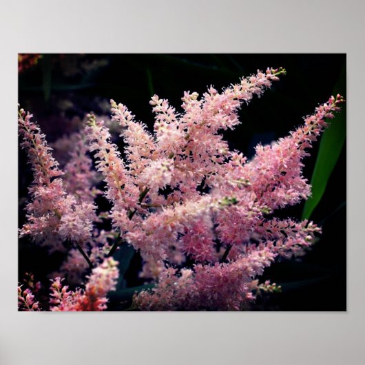 Poster Fleurs Roses Vivides Gros Plan (Devant)