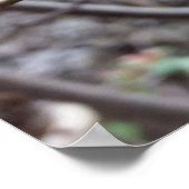 Poster fleurs rouges (Coin)