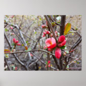 Poster fleurs rouges (Devant)