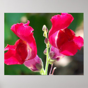 Poster Fleurs Rouges Au Soleil