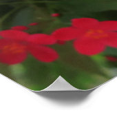 Poster Fleurs rouges de Jatropha (Coin)