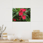Poster Fleurs rouges de Jatropha (Cuisine)