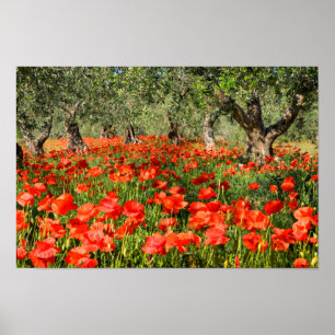 Poster Fleurs rouges de pavot sous de vieux oliviers