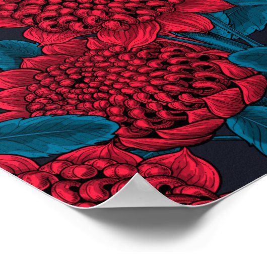 Poster Fleurs rouges de waratah (Coin)