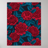 Poster Fleurs rouges de waratah (Devant)