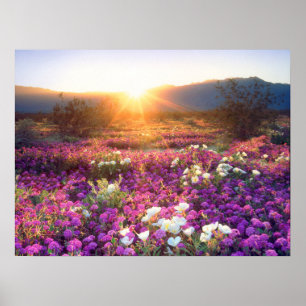 Poster Fleurs sauvages au coucher du soleil   Désert d'An