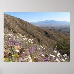 Poster Fleurs sauvages au Parc national de Saguaro I