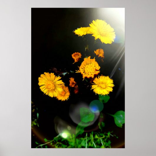 Poster Fleurs sauvages au soleil (Devant)