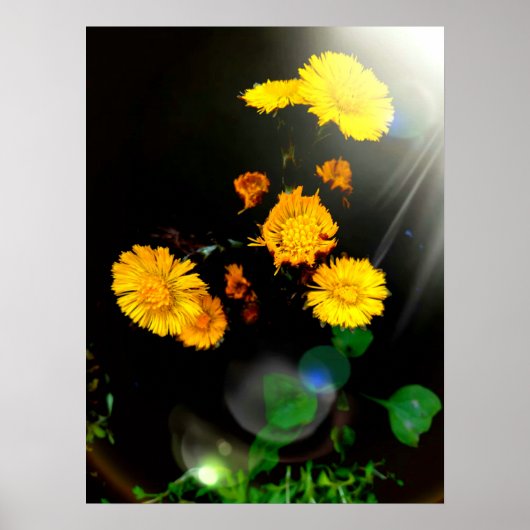 Poster Fleurs sauvages au soleil (Devant)