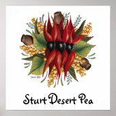 Poster Fleurs sauvages australiens - Sturt Desert Pea (Devant)