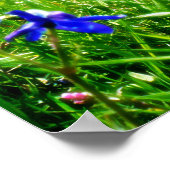 Poster Fleurs sauvages bleus par Mountain Peaks (Coin)