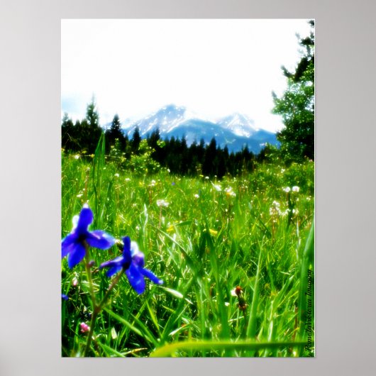 Poster Fleurs sauvages bleus par Mountain Peaks (Devant)