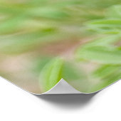 Poster Fleurs sauvages Bluebonnet (Coin)