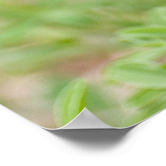 Poster Fleurs sauvages Bluebonnet (Coin)