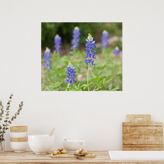 Poster Fleurs sauvages Bluebonnet (Cuisine)