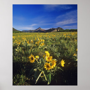 Poster Fleurs sauvages de balsamroot à feuilles sagittées