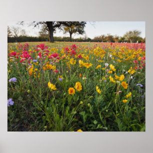 Poster Fleurs sauvages de bord de route en Texas, printem