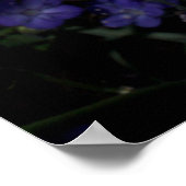 Poster Fleurs sauvages de Chicory et Phacelia (Coin)