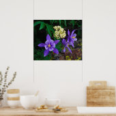 Poster Fleurs sauvages de colombine mutante (Cuisine)