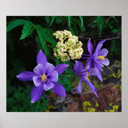 Poster Fleurs sauvages de colombine mutante (Devant)