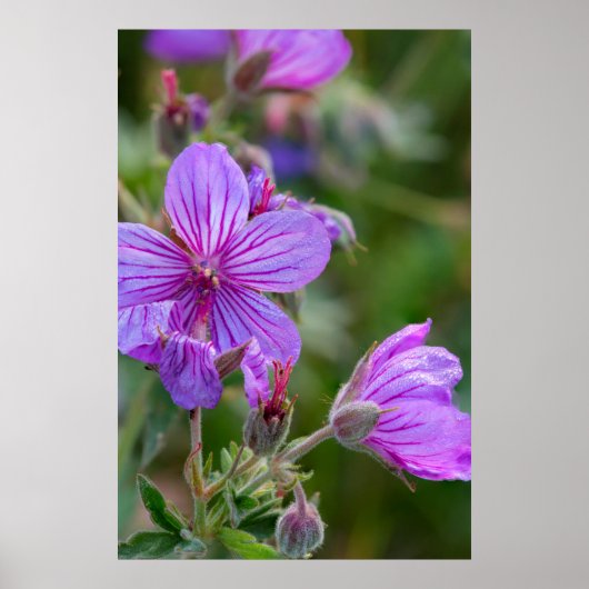 Poster Fleurs sauvages de géranium collant (Devant)
