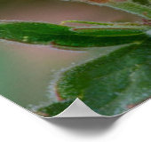 Poster Fleurs sauvages de géranium Sticky (Coin)