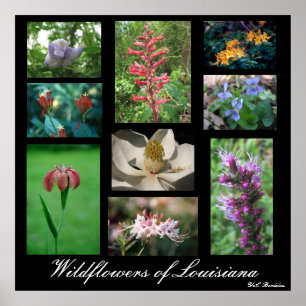 Poster Fleurs sauvages de la Louisiane