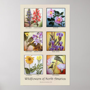 Poster Fleurs sauvages de l'Amérique du Nord [A]