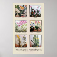 Fleurs sauvages de l'Amérique du Nord [C]