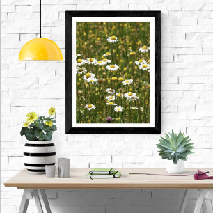 Poster Fleurs sauvages de marguerite blanche