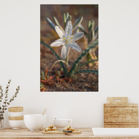 Poster Fleurs sauvages du désert Lily (Cuisine)