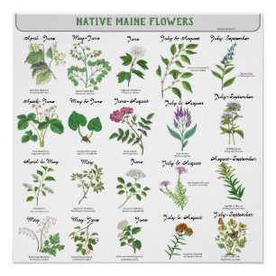 Poster Fleurs Sauvages du Maine Mois de Floraison Nom Lat