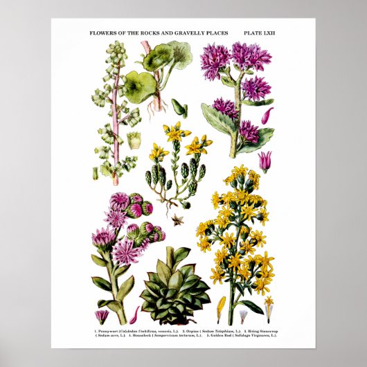 Poster Fleurs sauvages en anglais no 12 Illustration bota (Devant)