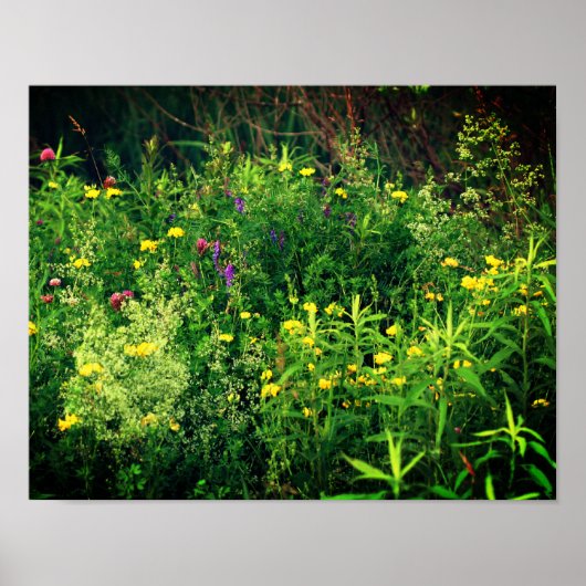 Poster Fleurs sauvages En Floral De Champ (Devant)