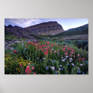 Poster Fleurs sauvages en High Mountain Meadow - Utah