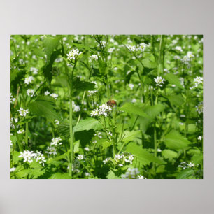 Poster Fleurs sauvages et une abeille